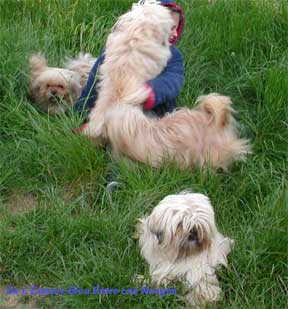 Petite fille et 5 Chiennes Lhassa de 4 ans dans un champ